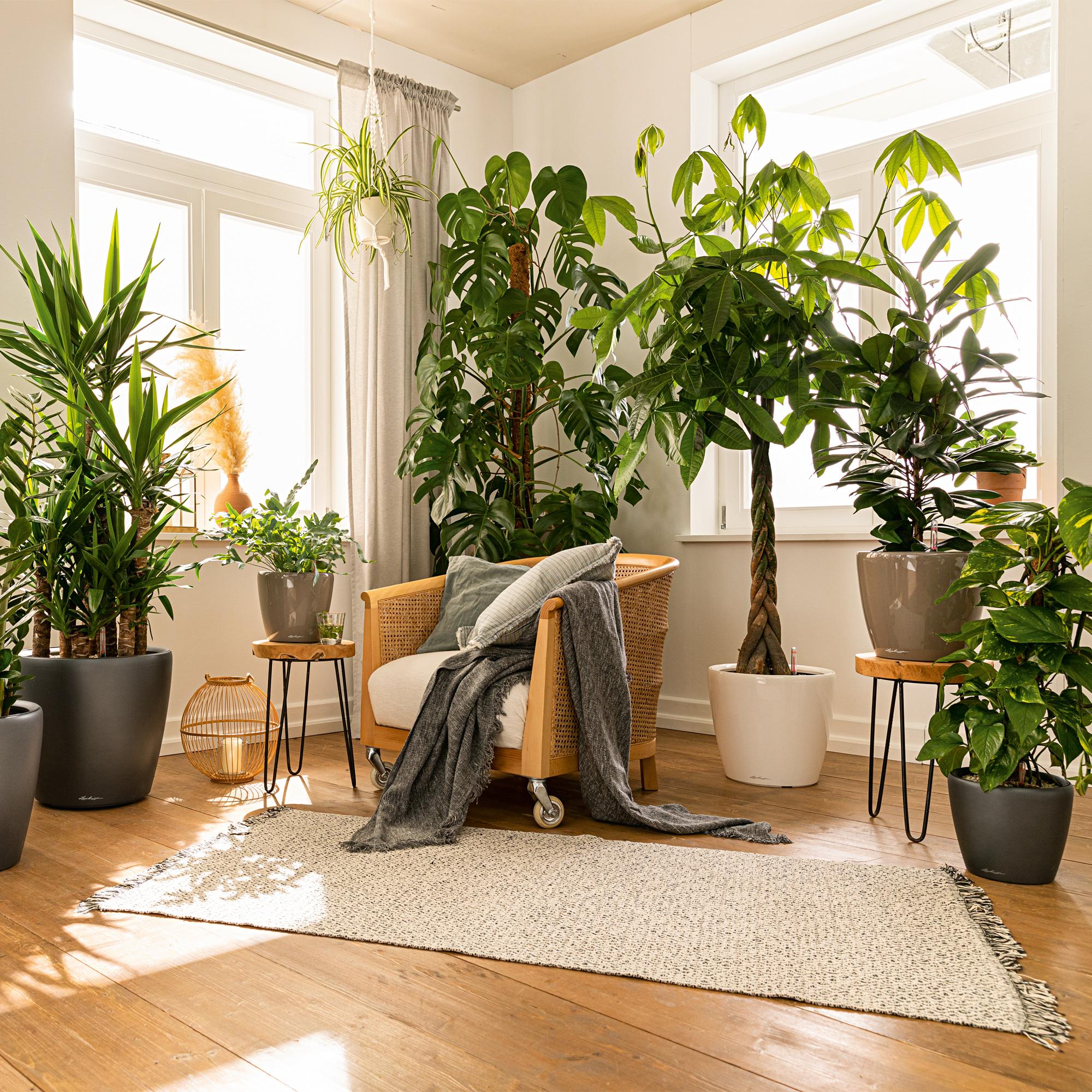 le_classico-ls_product_addi_01